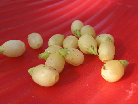 Alcohol (Vippa) Flowers